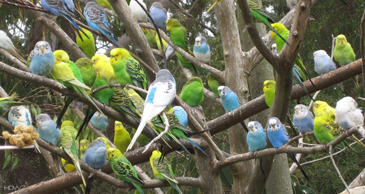 FLC Sầm Sơn - vườn chim