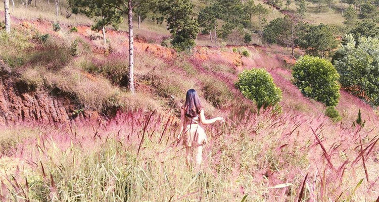 Kinh nghiệm du lịch Đà Lạt đồi cỏ hồng