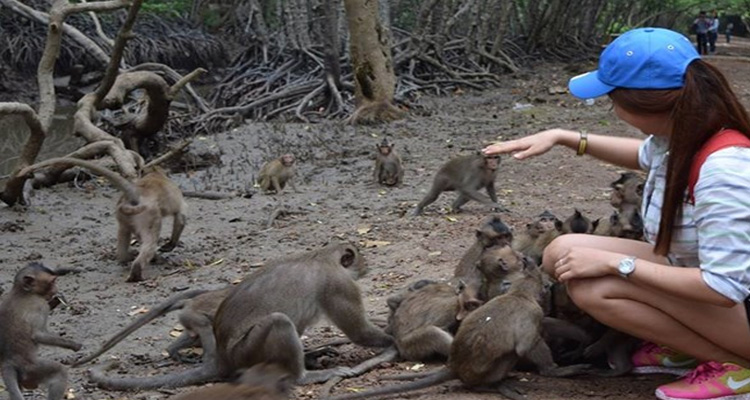 Du lịch Cần Giờ - đảo khỉ