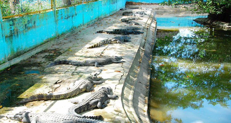 Khu du lịch Vinh Sang - cá sấu