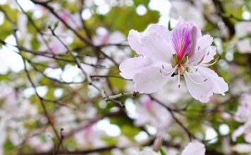 Một Tây Bắc giữa lòng Hà Nội