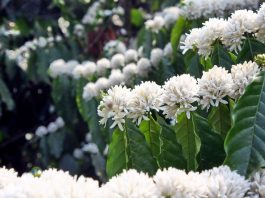 Hoa Cà Phê nở trắng muốt đất trời Tây Nguyên Hoa cà phê 1