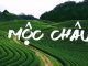 Những cặp đôi sẽ thấy tiếc nuối nếu bỏ lỡ Đồi Chè Trái Tim tại Mộc Châu Đồi Chè Trái Tim Mộc Châu