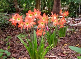 Hoa Loa Kèn rực rỡ sắc màu đón mùa hạ tới