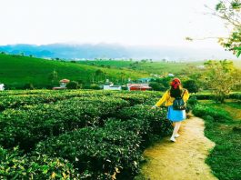 Du lịch Mộc Châu Sơn La cùng ”Lễ hội lớn nhất 2019″ Du lịch Mộc Châu - sơn la 2019
