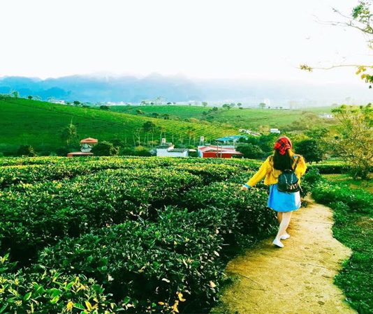 Du lịch Mộc Châu Sơn La cùng ”Lễ hội lớn nhất 2019″ Du lịch Mộc Châu - sơn la 2019