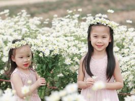 Du xuân với muôn màu sắc ở “Làng hoa Tây Tựu” Cúc họa mi ở làng hoa Tây Tựu
