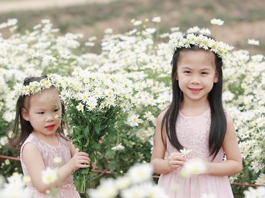 Du xuân với muôn màu sắc ở “Làng hoa Tây Tựu” Cúc họa mi ở làng hoa Tây Tựu