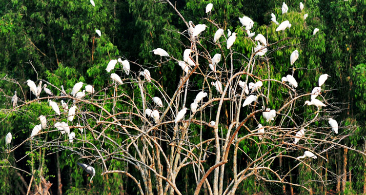 Vườn chim Thung Nham ảnh