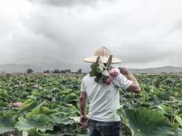 Tháp Mười đẹp nhất bông sen – Đồng sen Tháp Mười trong câu ca dao Việt Đồng sen Tháp Mười - hái sen