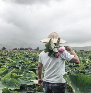 Tháp Mười đẹp nhất bông sen – Đồng sen Tháp Mười trong câu ca dao Việt Đồng sen Tháp Mười - hái sen
