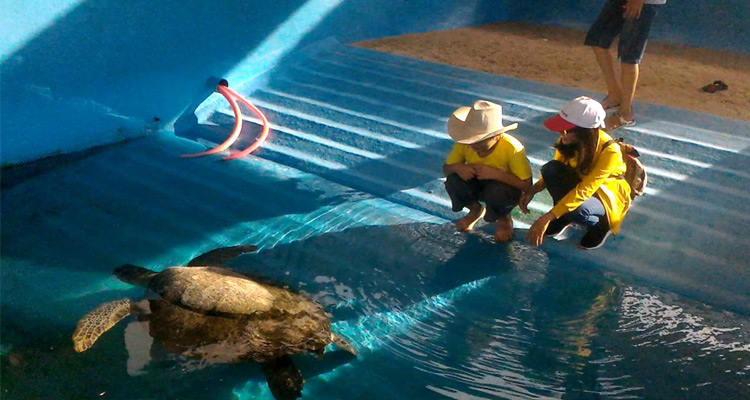 Khu bảo tồn rùa biển ở Hang Rái