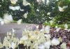 Vườn quốc gia Cúc Phương - mùa bướm trắng