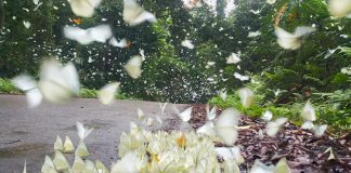 Vườn quốc gia Cúc Phương - mùa bướm trắng