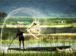 Lên đường đến Đồng Tháp! Qua Vườn quốc gia Tràm Chim vào mùa nào? Vườn quốc gia Tràm Chim - có gì