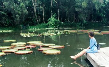 Hồn quê Đồng Tháp Mười – “Xẻo Quýt” trong kí ức của bạn là gì? Xẻo Quýt Đồng Tháp Mười