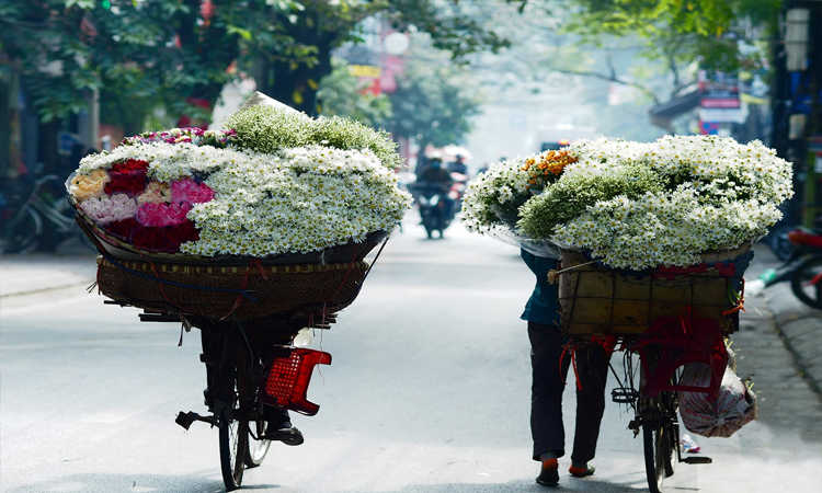 Du lịch Việt Nam - cúc họa mi