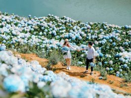 TOP 3 VƯỜN HOA CẨM TÚ CẦU ĐẸP NHẤT ĐÀ LẠT Vườn hoa cẩm tú cầu - ảnh cưới