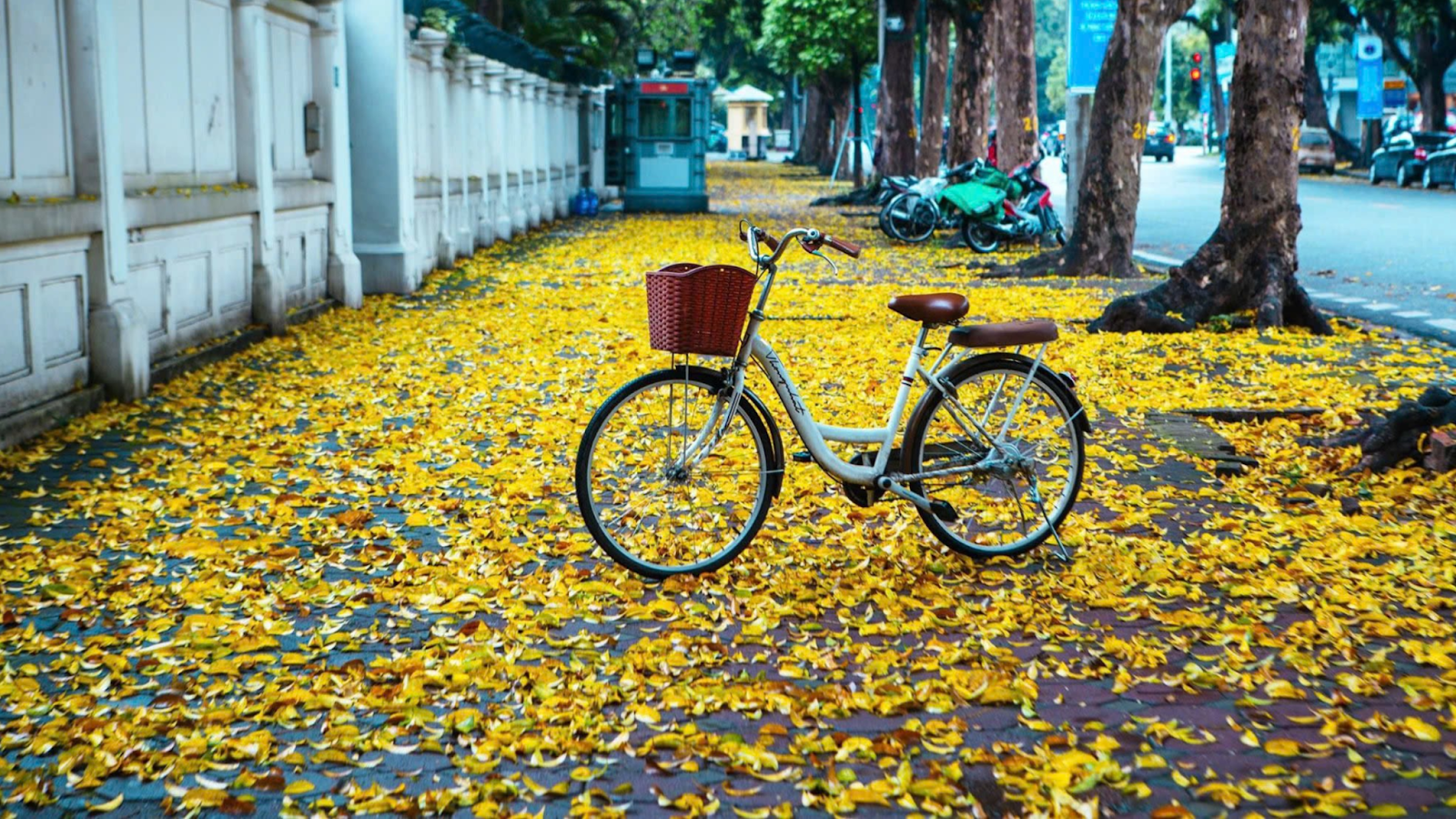 Màu sắc nổi bật của mùa thu Hà Nội