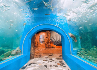 Cuối tuần đi đâu? Khám phá 3 thủy cung hàng đầu ở Hà Nội